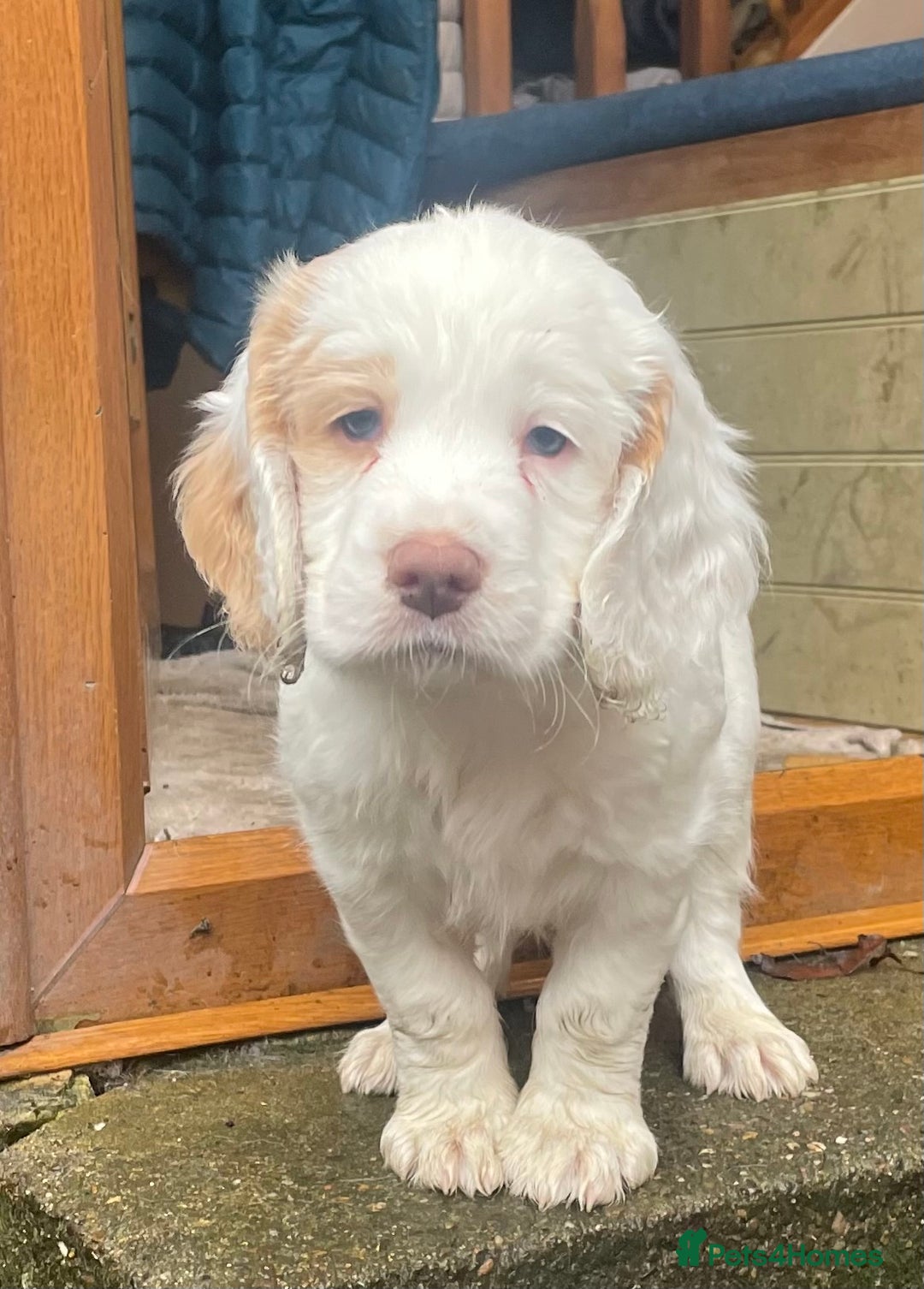 Clumber Spaniel dogs for sale: KC Working Clumber Spaniel - 2 boys available  - Image 13