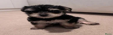 Chorkie 1