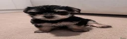 Chorkie dogs for sale: Beautiful chorkies for sale - Advert 5