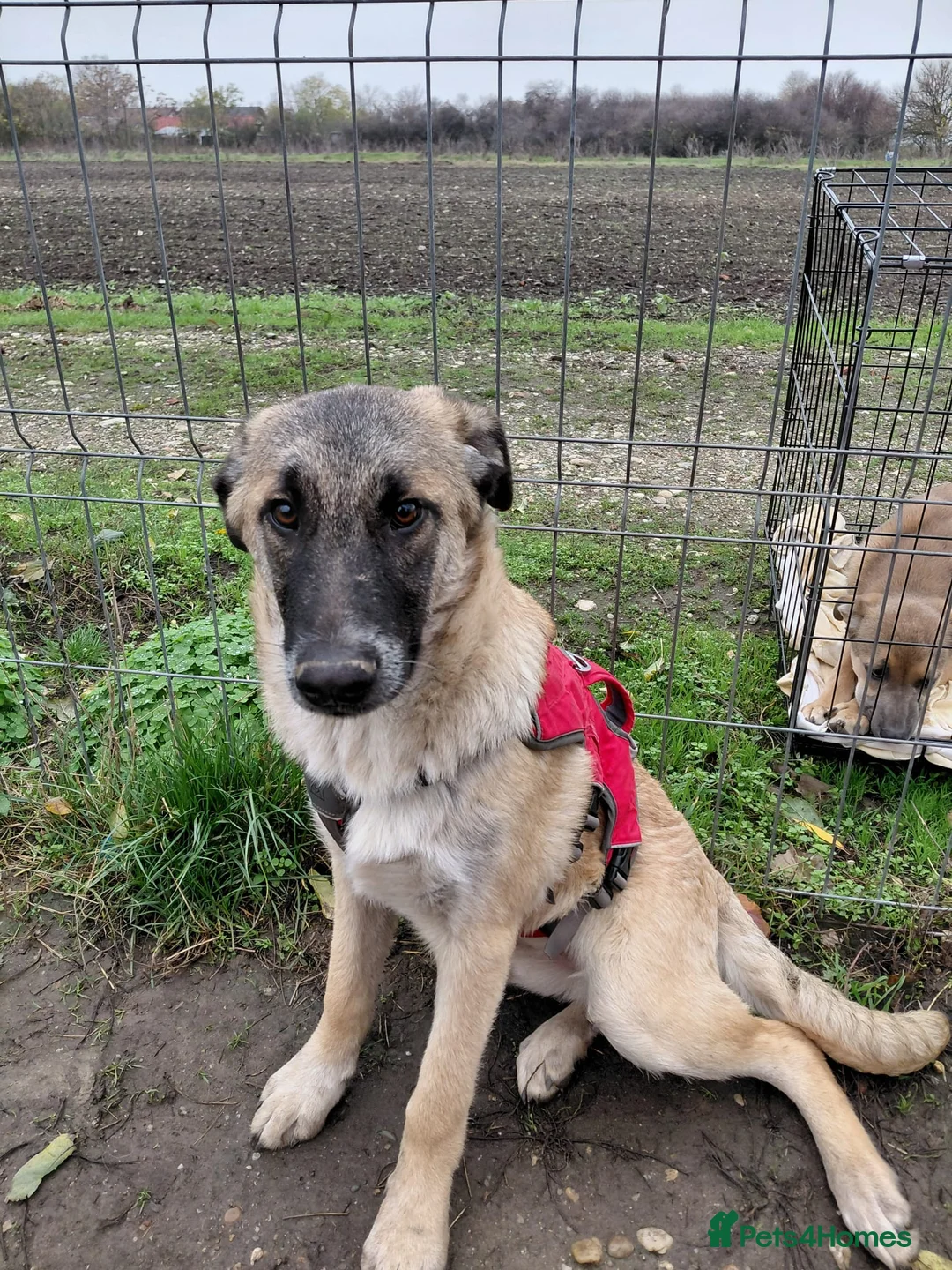 Mixed Breed dogs for adoption: 💛MILO💛 – a handsome puppy boy for a Loving Home - Advert 1