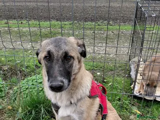 Mixed Breed dogs 💛MILO💛 – a handsome puppy boy for a Loving Home - Advert 1