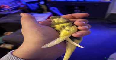 Budgerigars birds - Advert 1