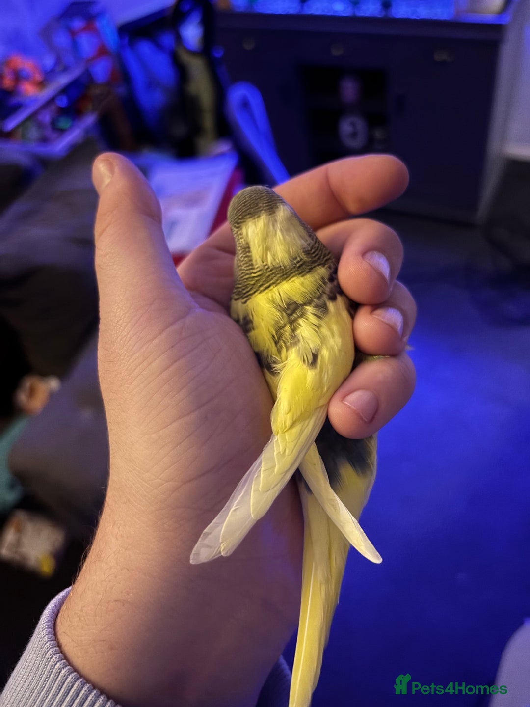 Budgerigars birds for sale: Hand reared baby budgies - Image 2