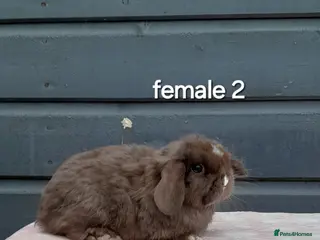 Mini Lop rabbits Purebred mini lop rabbits - Advert 3