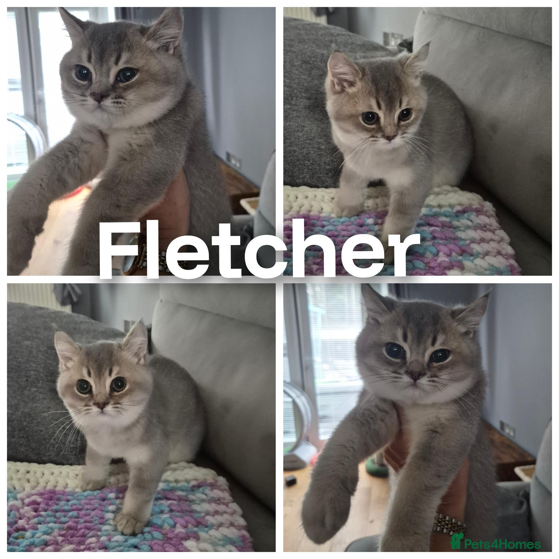 British Shorthair cats Beautiful registered Blue Golden, Lilac Golden  - Advert 1