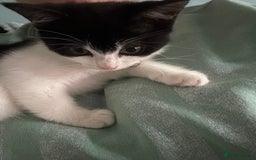 Mixed Breed cats for sale: Kitten for sale - Image 1