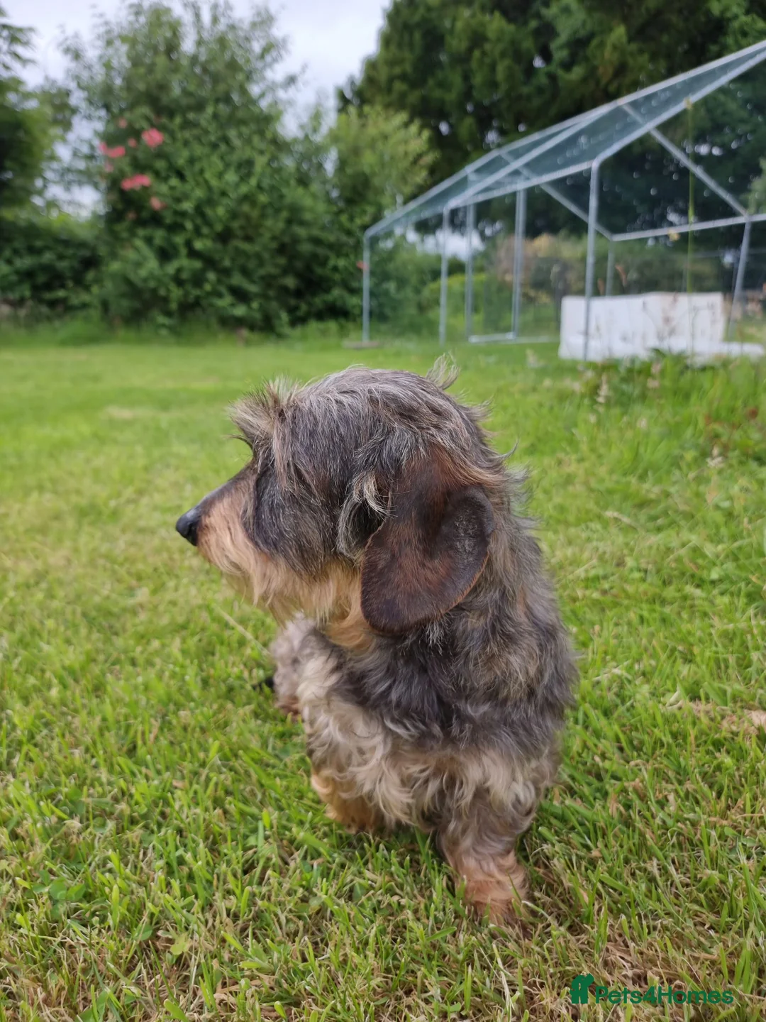 Miniature Dachshund dogs for sale: Miniature wire haired Dachshund - Advert 8