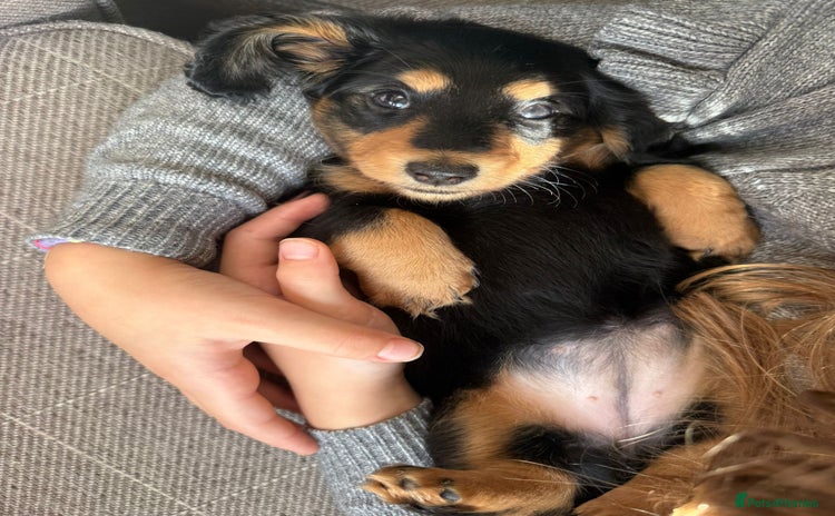 Miniature Dachshund dogs - Advert 21