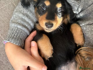 Miniature Dachshund dogs - Advert 29