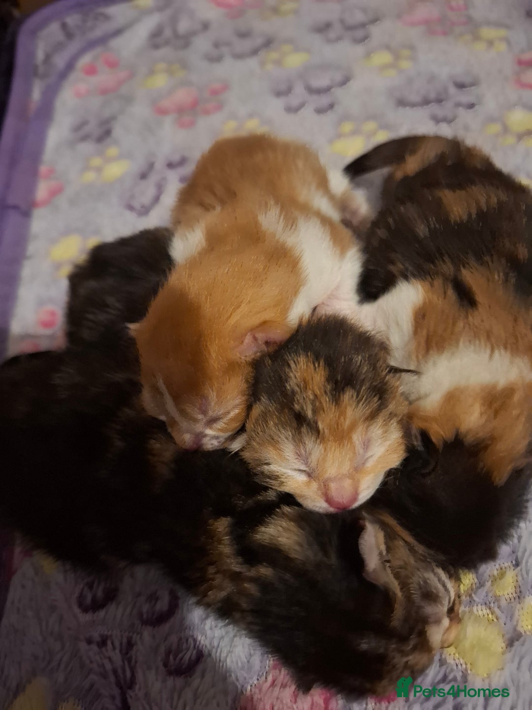 Mixed Breed cats for sale: Beautiful kittens - Advert 3