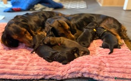 Dachshund dogs for sale: Standard long haired dachshunds  - Advert 8
