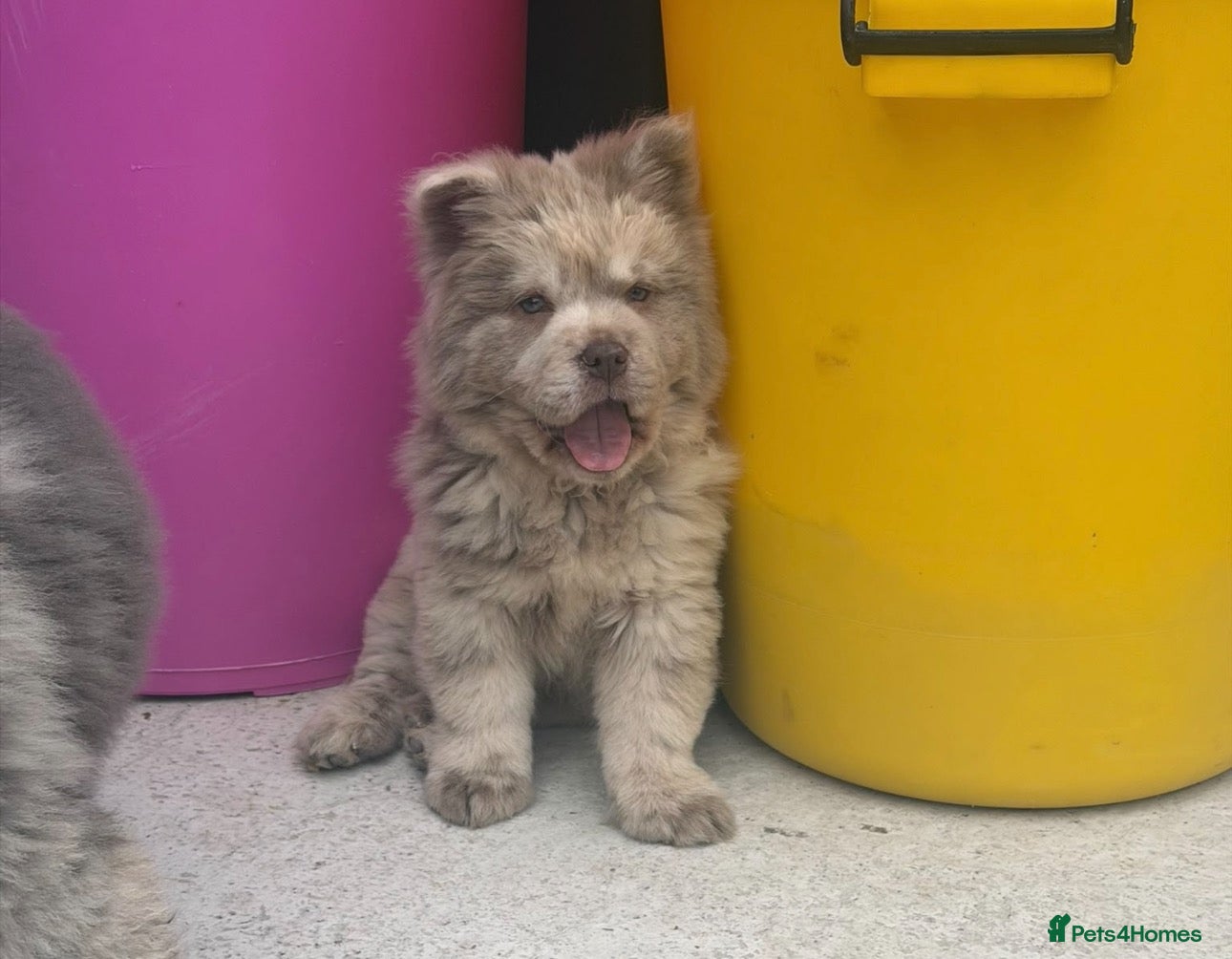 Chow Chow dogs Exotic colour male chow chow puppies for sale  - Advert 1