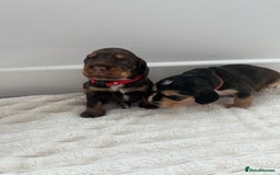 Cocker Spaniel dogs for sale: Beautiful Cocker Spaniel Puppies  - Image 8