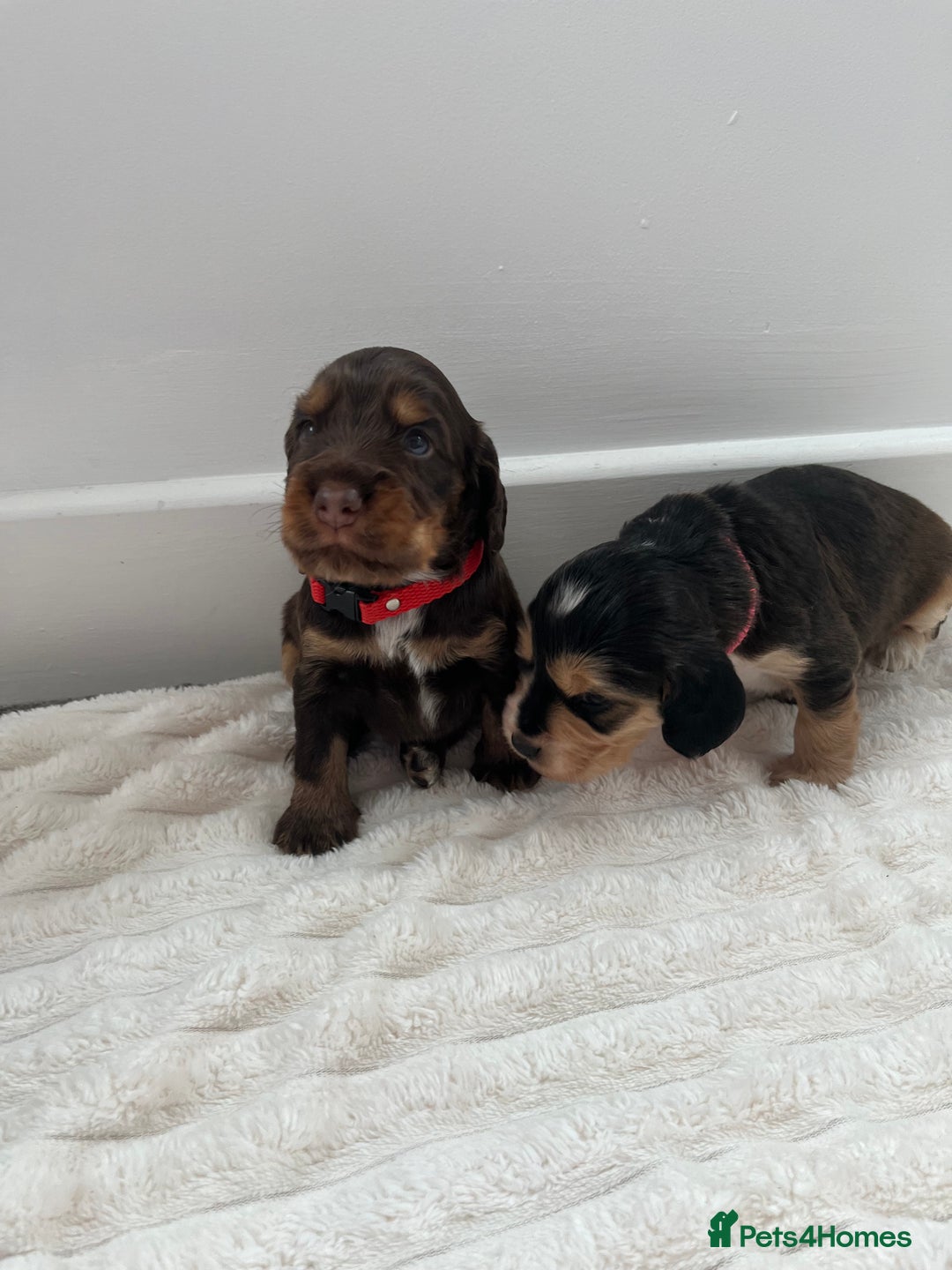 Cocker Spaniel dogs for sale: Beautiful Cocker Spaniel Puppies  - Image 8