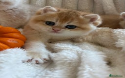 British Shorthair cats for sale: 🧡Exceptional golden British Shorthair🧡 - Image 10