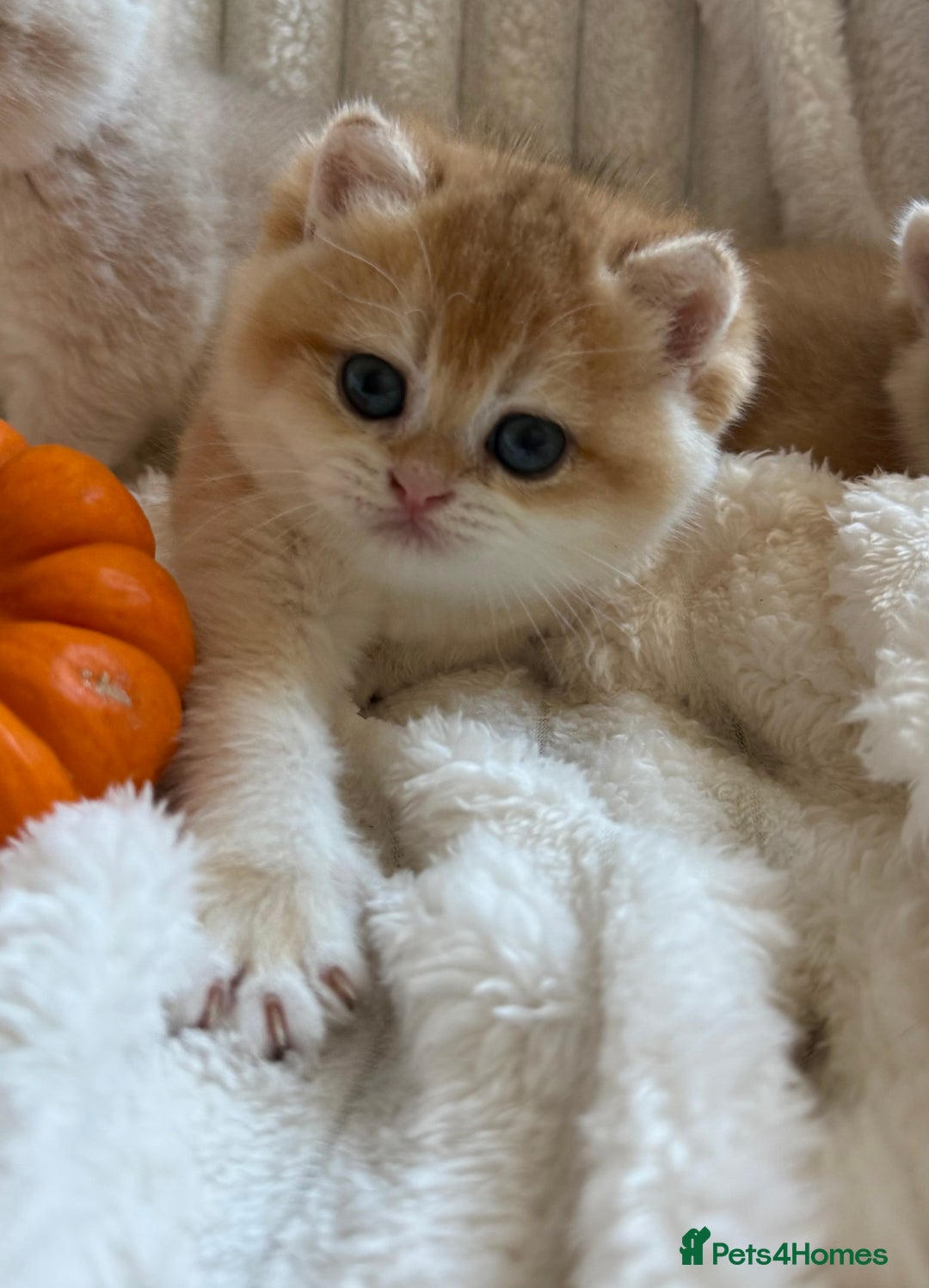 British Shorthair cats for sale: 🧡Exceptional golden British Shorthair🧡 - Image 10
