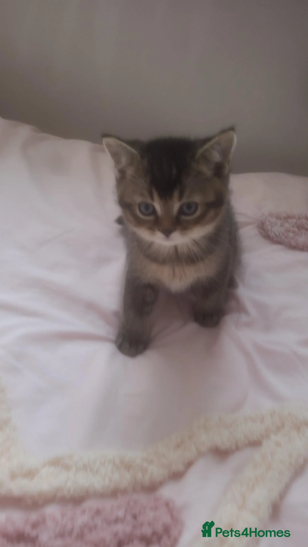 Mixed Breed cats for sale: Only 1 last female tabby mix British blue left  - Advert 5