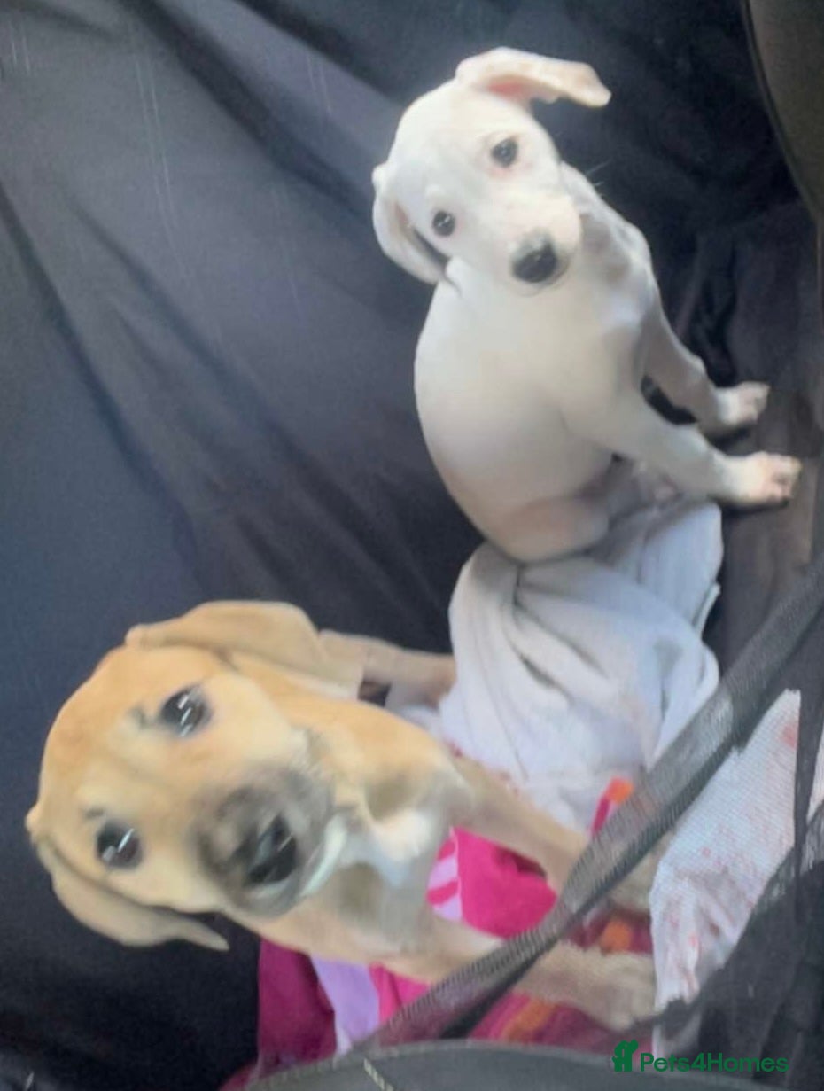 Mixed Breed dogs Staffy cross  - Advert 16