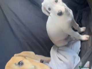 Mixed Breed dogs Staffy cross - Advert 1