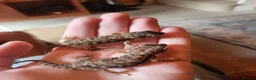 Gecko reptiles for sale: Dune Gecko pair  - Advert 3