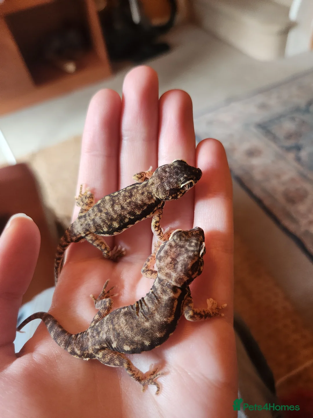 Gecko reptiles for sale: Dune Gecko pair  - Advert 3