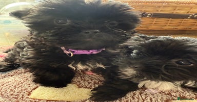 Yorkshire Terrier dogs - Advert 2