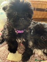 Yorkshire Terrier dogs - Advert 3