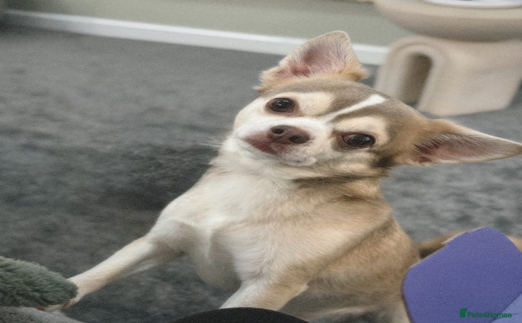 Chihuahua dogs in Southampton - Advert 6