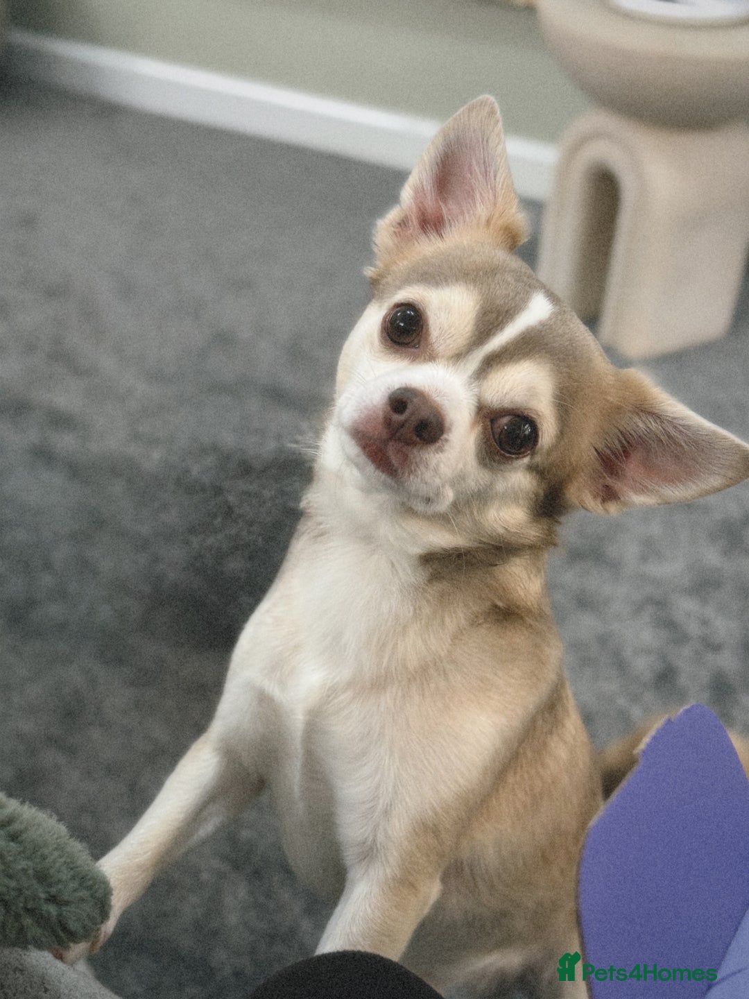 Chihuahua dogs for stud: Unique Chihuahua for Stud 🐾 in Southampton - Advert 1