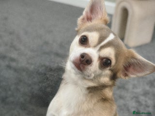 Chihuahua dogs Unique Chihuahua for Stud 🐾 in Southampton - Advert 22