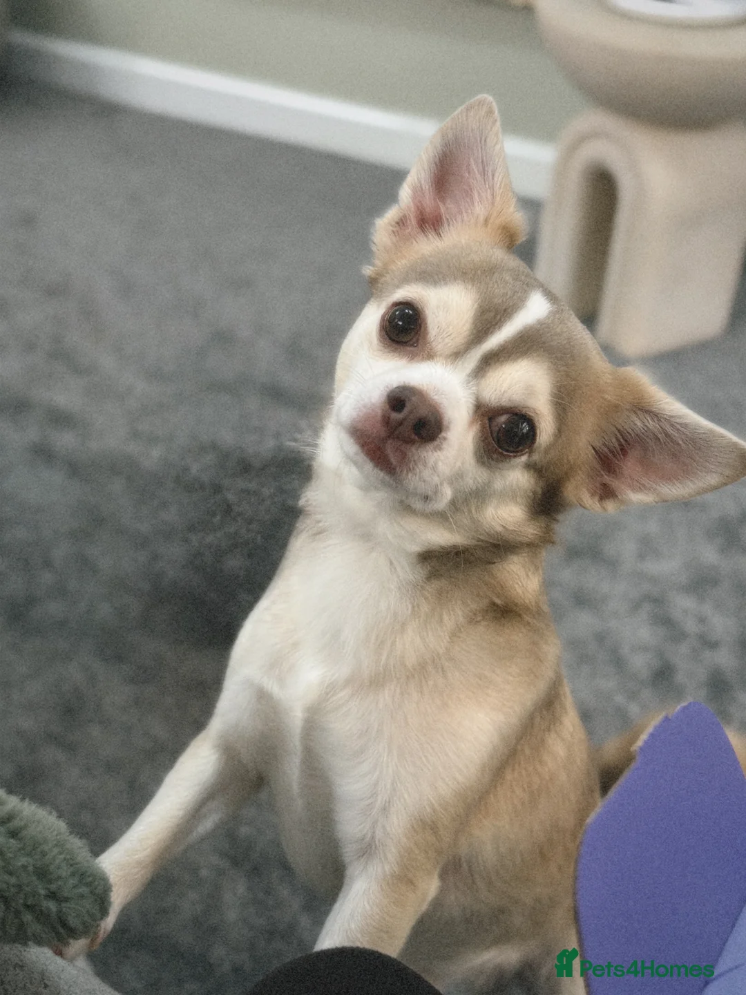 Chihuahua dogs for stud: Unique Chihuahua for Stud 🐾 in Southampton - Advert 2