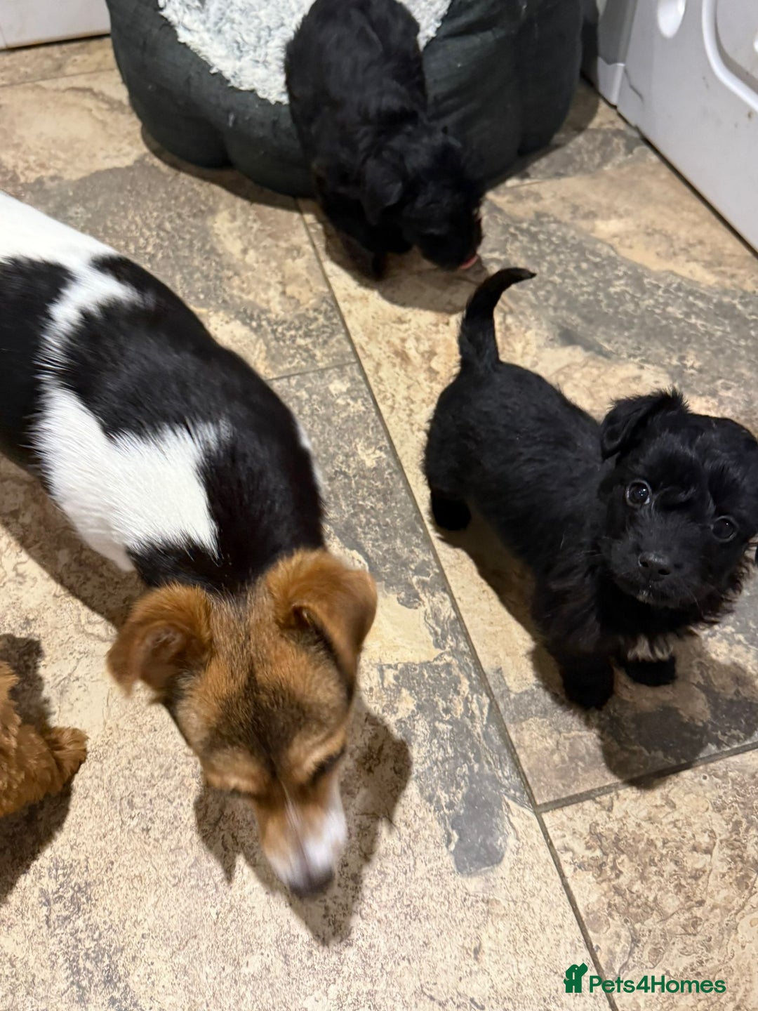 Jackapoo dogs for sale: Toy Jackapoo Puppies (Jack Russell x Toy Poodle) - Advert 2