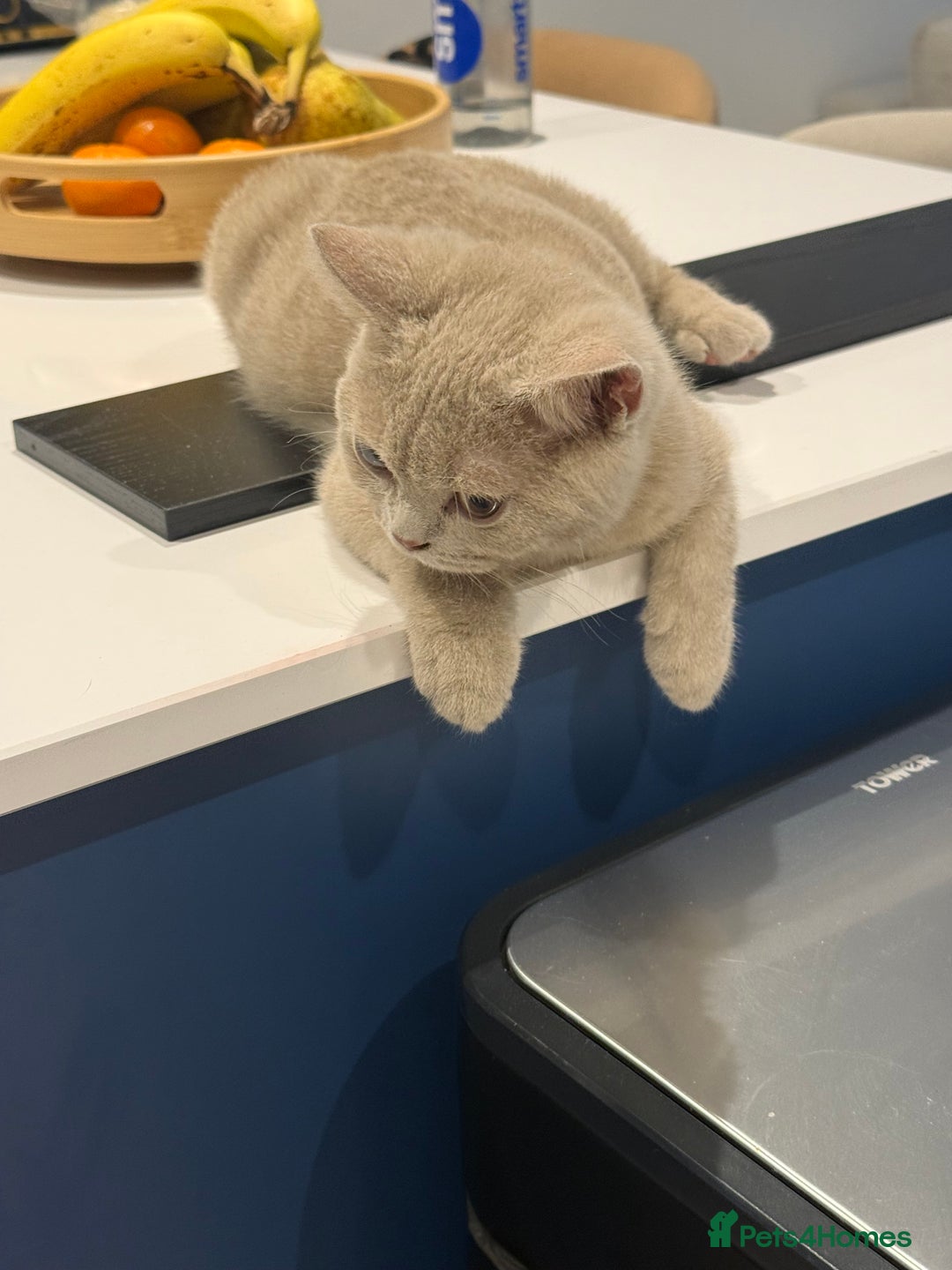 British Shorthair cats for sale: Beautiful British ShortHair Rare Fawn - Advert 6