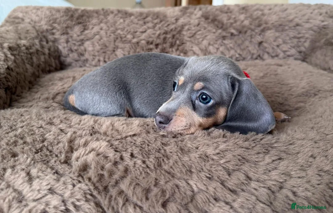 Miniature Dachshund dogs for sale: Beautiful Mini Dachshund Puppies - READY SOON ! in Paignton - Advert 2