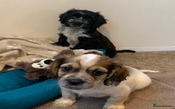 Mixed Breed dogs for sale: 2 Beautiful Shih Tzu x - Image 4