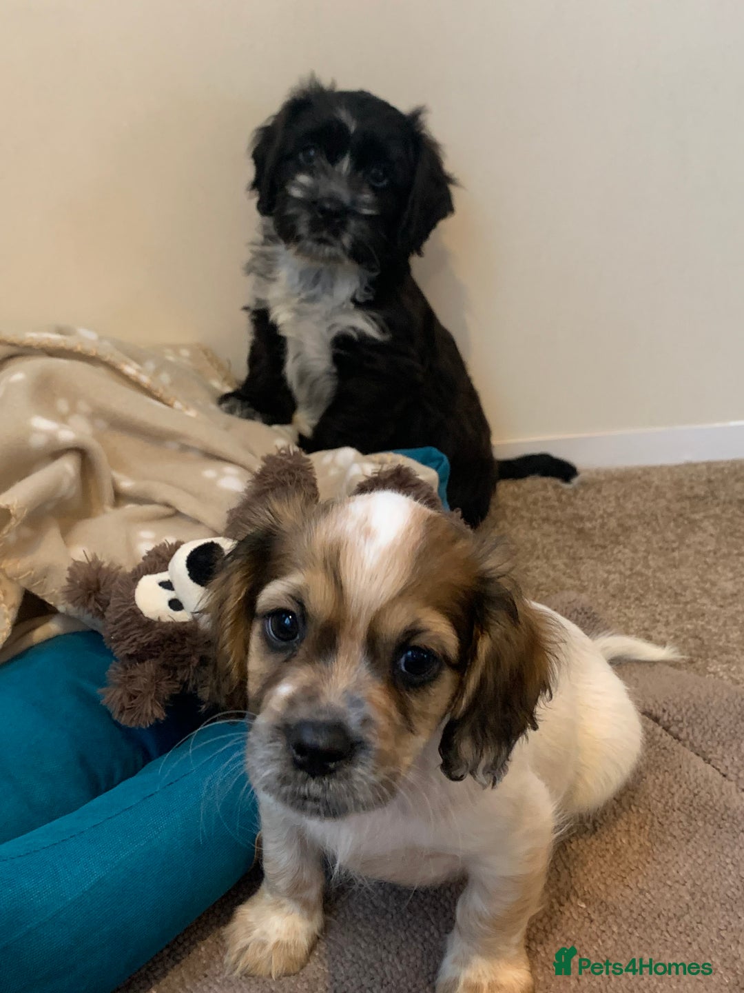 Mixed Breed dogs for sale: 2 Beautiful Shih Tzu x - Image 4