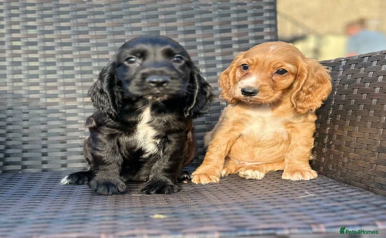 Cocker Spaniel dogs - Advert 1