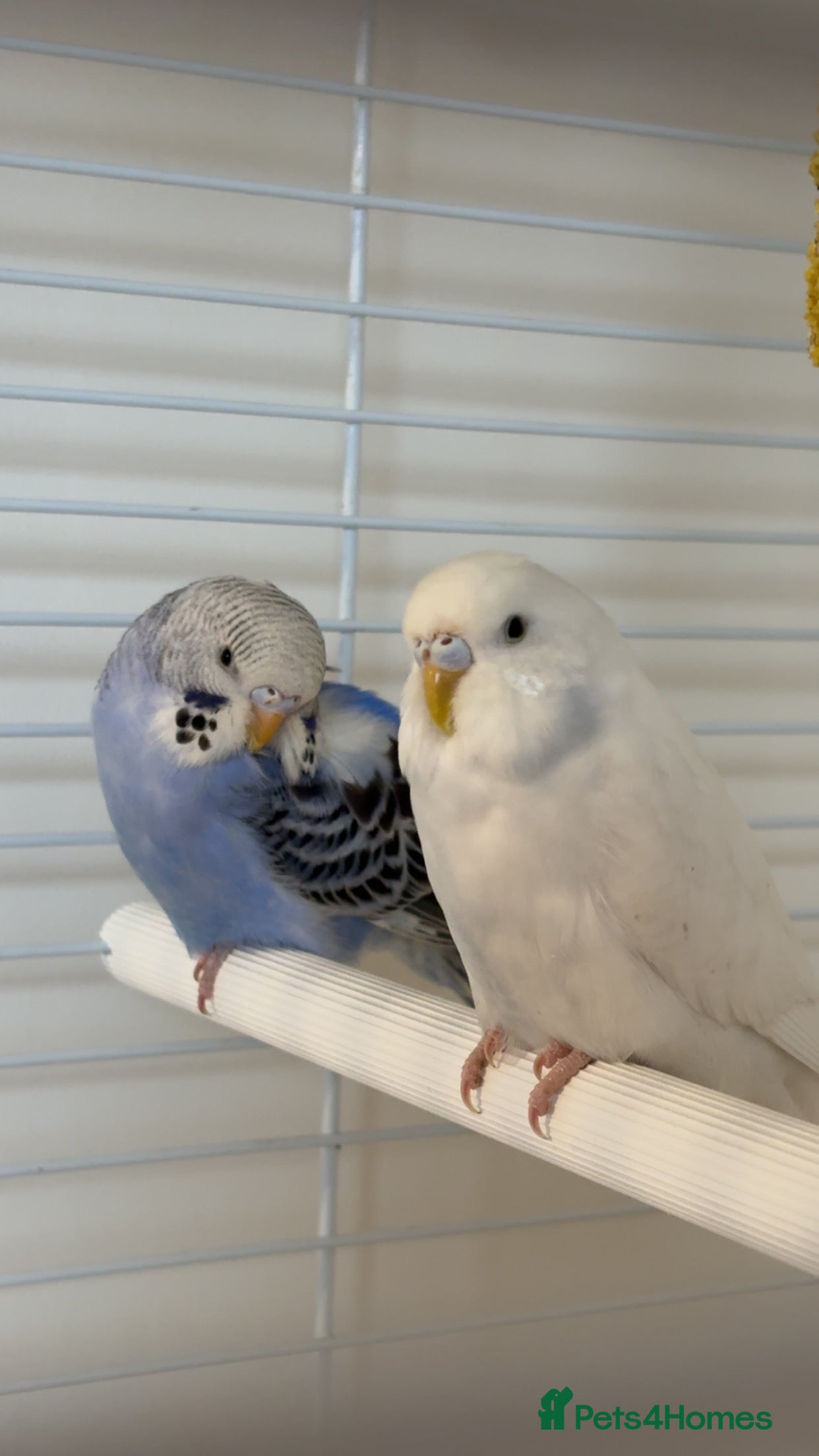 Budgerigars birds 2 lovely budgies  - Advert 2