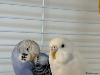 Budgerigars birds 2 lovely budgies - Advert 2