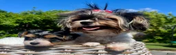 Yorkshire Terrier dogs for sale: Beautiful Biewer Yorkshire Terrier  - Advert 14