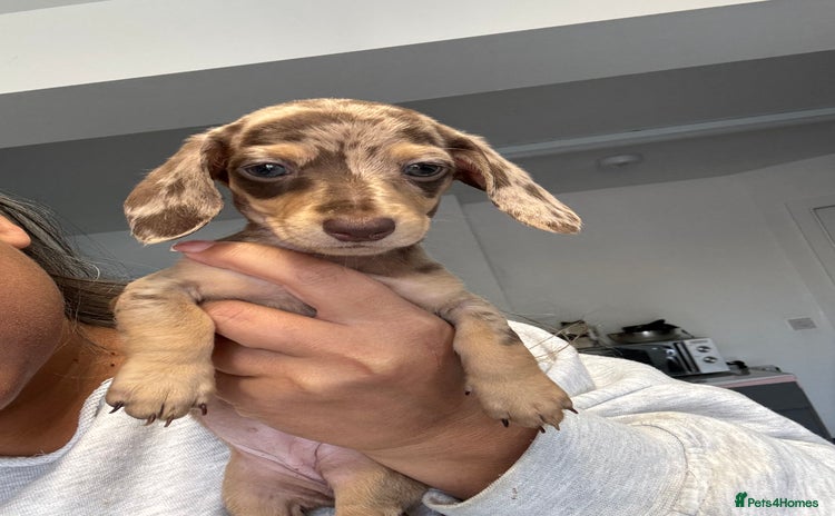 Miniature Dachshund dogs - Advert 13