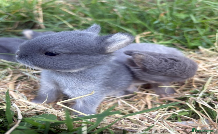 Netherland Dwarf rabbits - Advert 5