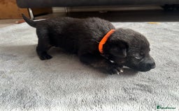 German Shepherd dogs for sale: ALFREDO  - Image 4
