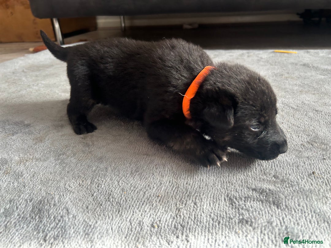 German Shepherd dogs for sale: ALFREDO  - Image 4