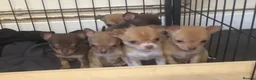 Chihuahua dogs for sale: CHIHUAHUA PUPPIES 3 only available now  - Advert 10