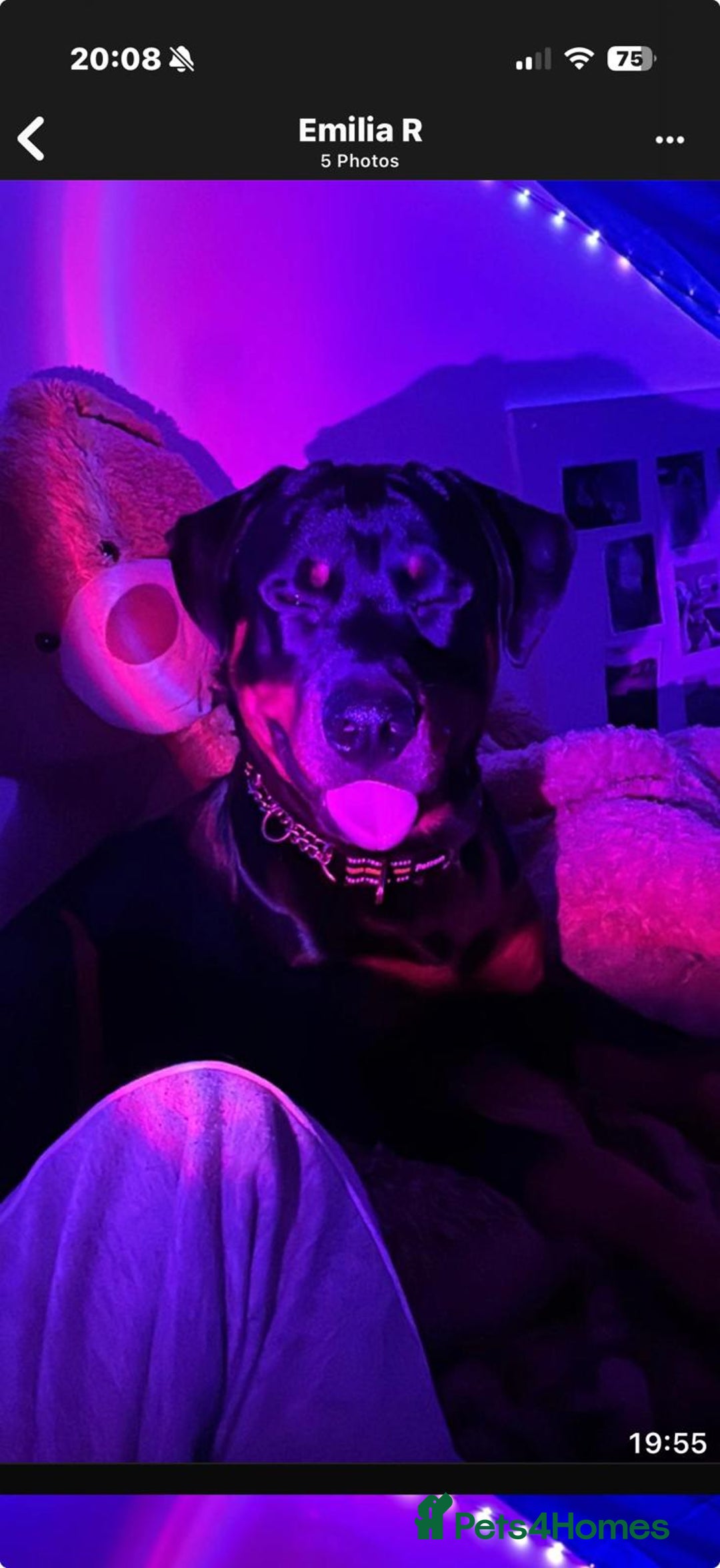 Rottweiler dogs for stud: FOR STUD ROTTWEILER  - Advert 8