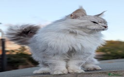 Maine Coon cats for sale: Black Silver Shaded proven stud boy - Advert 14