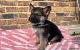 German Shepherd dogs for sale: Straight back short coat female GSD - Image 1