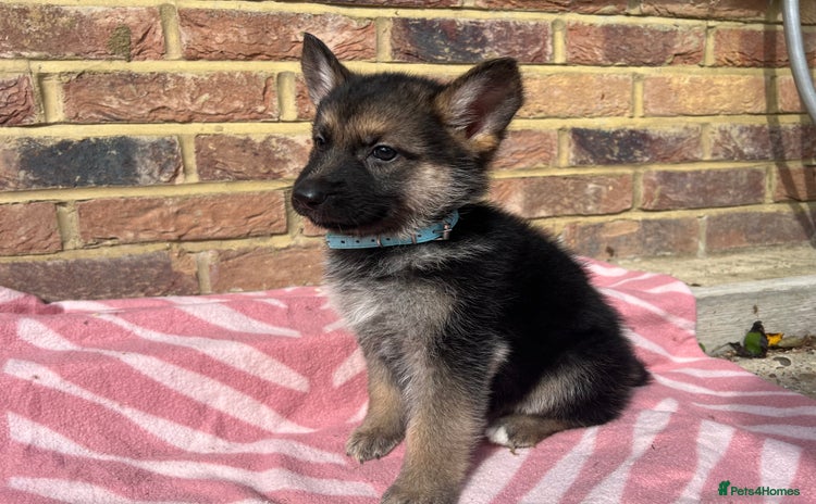 German Shepherd dogs - Advert 3
