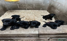 Labrador Retriever dogs for sale: Labour pups for sale - Image 3